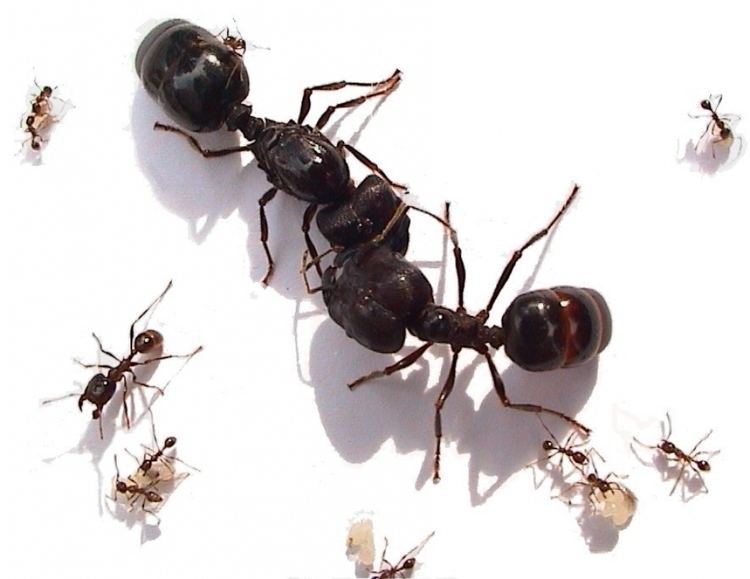Pheidologeton diversus ANTSTORE Ameisenshop Ameisen kaufen Carebara diversa