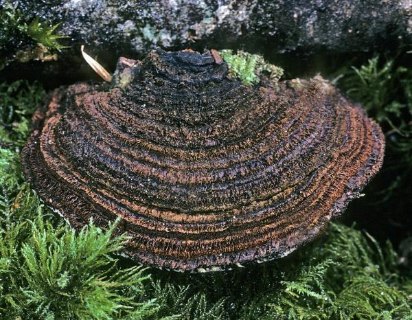 Phellinus pini Phellinus pini Fungal Pathogens of Western Washington Forests