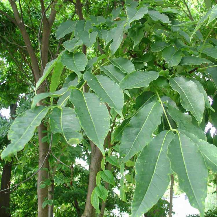 Phellodendron khartasiacrccmnhnfrsitesdefaultfilesimages
