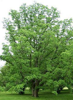 Phellodendron amurense httpsuploadwikimediaorgwikipediacommonsthu