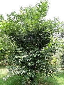 Phellodendron chinense httpsuploadwikimediaorgwikipediacommonsthu