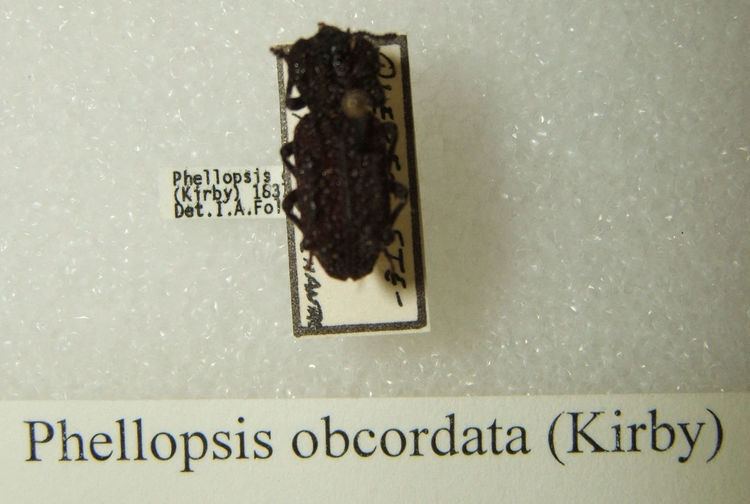 Phellopsis obcordata