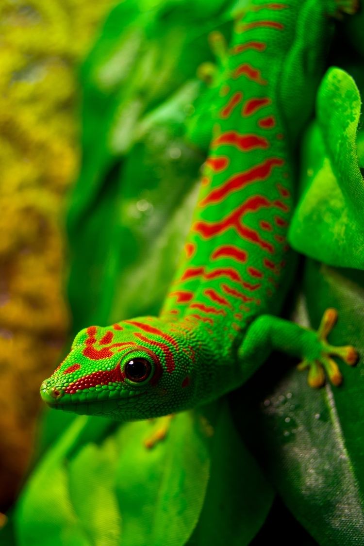 Phelsuma 78 images about geckos on Pinterest Madagascar Lizard species