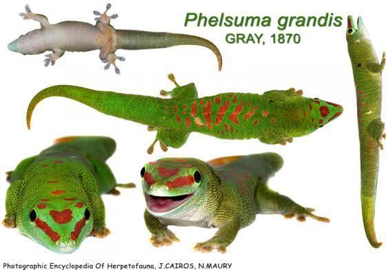 Phelsuma grandis Phelsuma grandis The Reptile Database