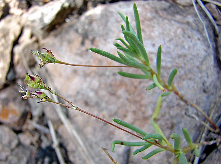Phemeranthus Vascular Plants of the Gila Wilderness Phemeranthus parviflorus