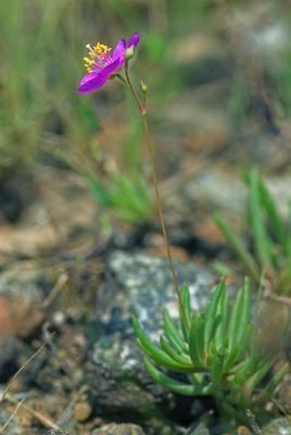 Phemeranthus Digital Atlas of the Virginia Flora Phemeranthus piedmontanus Ware