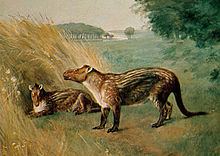 Phenacodus httpsuploadwikimediaorgwikipediacommonsthu
