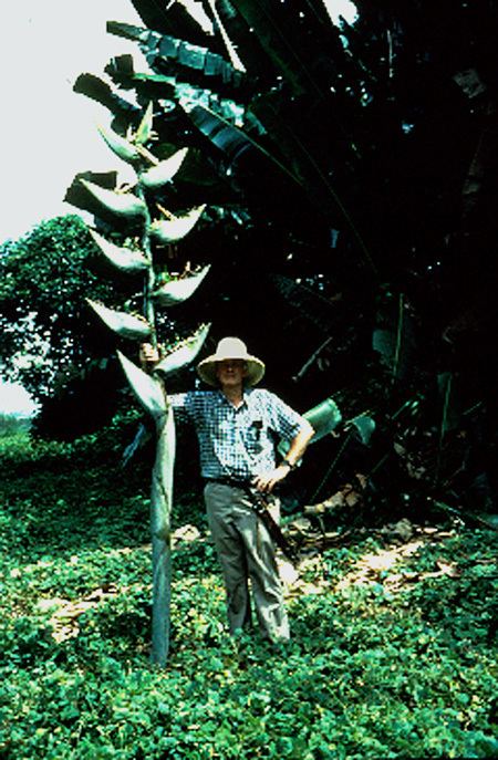 Phenakospermum Genera in the Zingiberales Department of Botany Smithsonian
