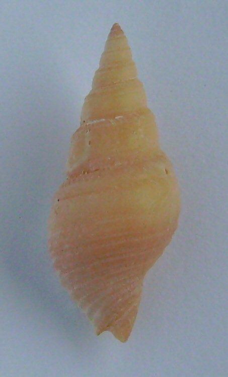 Phenatoma zealandica