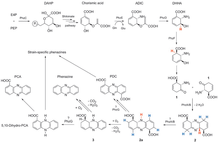 Phenazine Phenazine Biosynthesis