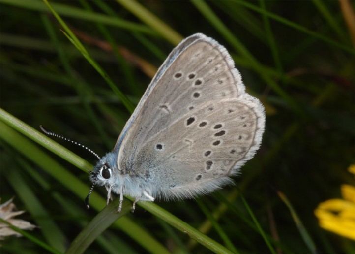 Phengaris rebeli European Lepidoptera and their ecology Maculinea rebeli