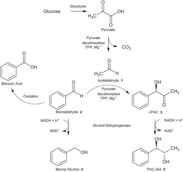 Phenylacetylcarbinol Investigation of the lphenylacetylcarbinol process to substituted