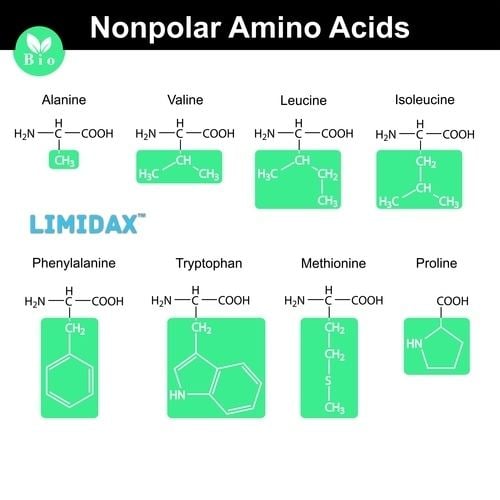 Phenylalanine Phenylalanine Everything You Need To Know Limidax XR