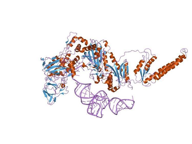 Phenylalanine—tRNA ligase