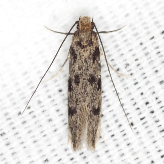 Phereoeca Household Casebearer Moth Hodges 0390 Phereoeca uterella