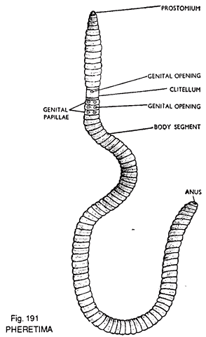 The Pheretima diagram and the name of its significant parts: Prostomium, Genital Opening, Clitellum, Body Segment, Genital Papillae, and Anus.