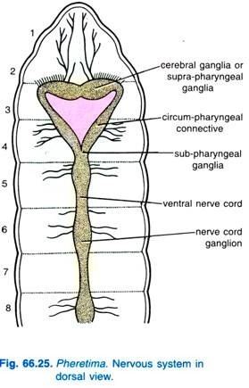 The Pheretima' Nervous System in a dorsal view and the name of its basic parts: cerebral ganglia, circum-pharyngeal, sub pharyngeal ganglia,  ventral nerve cord, and nerve cord ganglion.