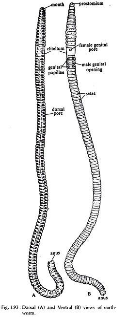The Pheretima in dorsal (A) and ventral (B) view with names of its significant parts: Prostomium, Genital Opening, Clitellum, Body Segment, Genital Papillae, and Anus.