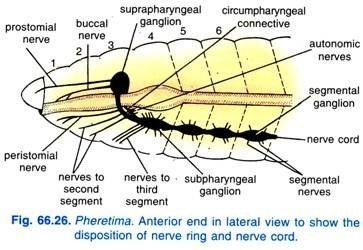A diagram of Pheretima's nervous system in lateral view to show the disposition of the nerve ring and nerve cord.