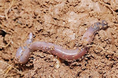 Pheretima (Earthworm) crawling on moist soil.