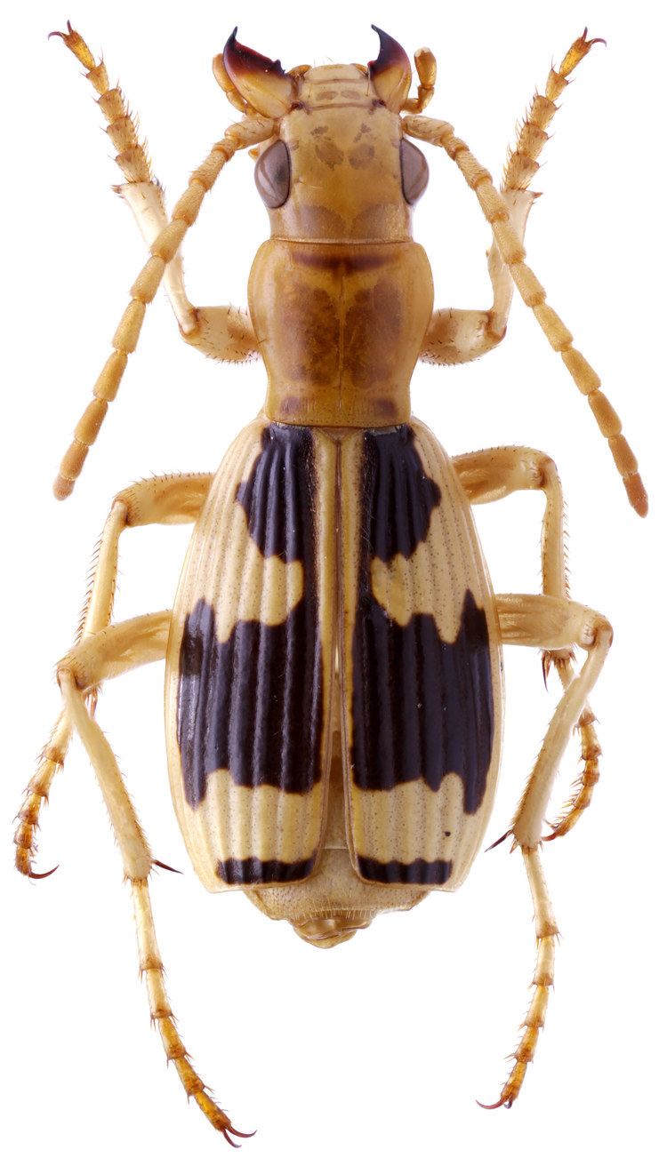 Pheropsophus Genus Pheropsophus Solier 1833 Carabidae