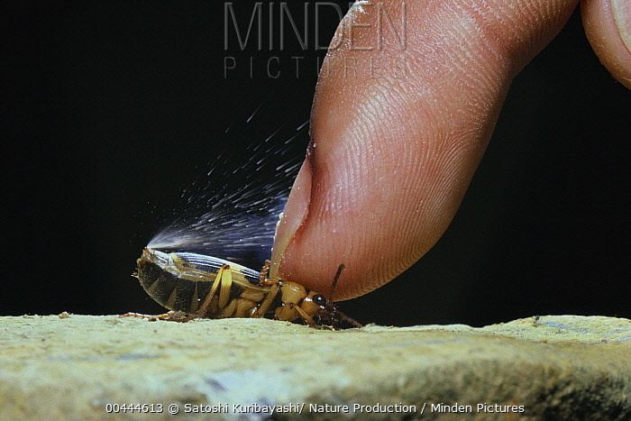 Pheropsophus jessoensis Minden Pictures stock photos Ground Beetle Pheropsophus