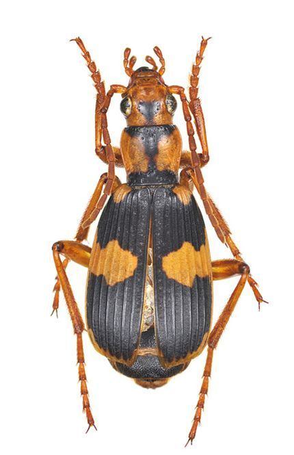 Pheropsophus jessoensis Pheropsophus Stenaptinus jessoensis AMorawitz 1862 Carabidae
