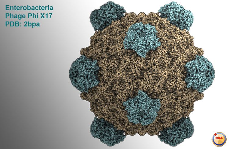 Phi X 174 Virusworld Enterobacteria Phage Phi X174