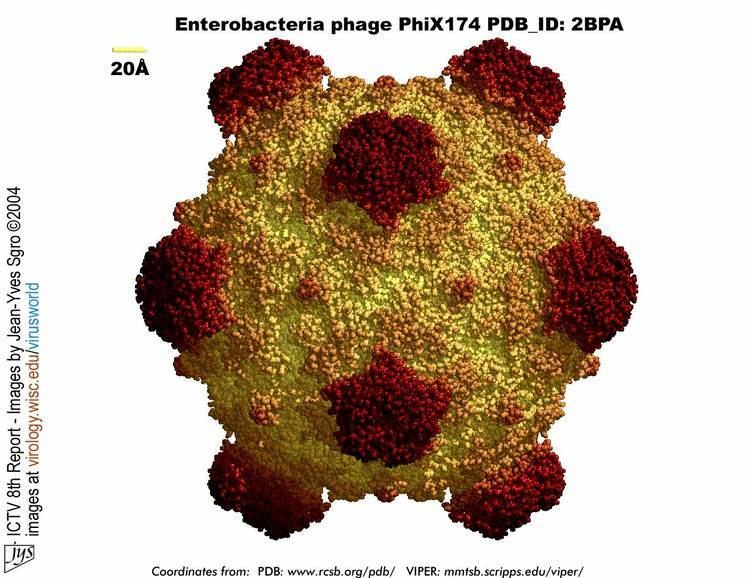 Phi X 174 Virusworld Enterobacteria Phage Phi X174