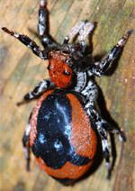 Phiale (spider) wwwjumpingspiderscombilderfotosPhialegratio