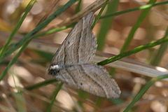 Phibalapteryx virgata httpsuploadwikimediaorgwikipediacommonsthu