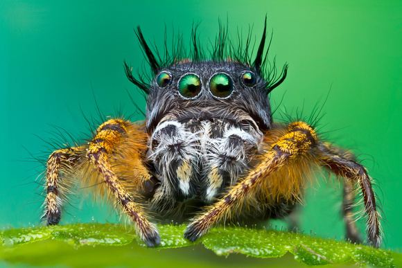 Phidippus mystaceus Colin Hutton Photography Spiders Jumping Spider Phidippus