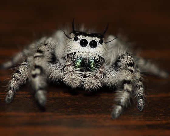 Phidippus otiosus White jumping spider Phidippus otiosus BugGuideNet