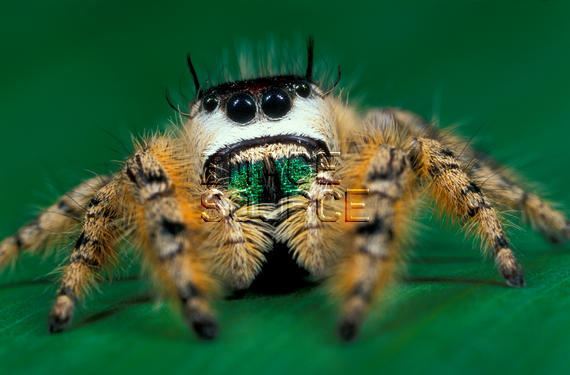 Phidippus otiosus Canopy jumping spider Phidippus otiosus Florida USA RM Stock