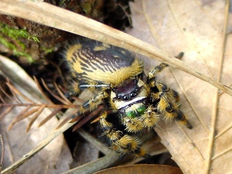 Phidippus otiosus Florida Nature Phidippus otiosus Canopy Jumping Spider