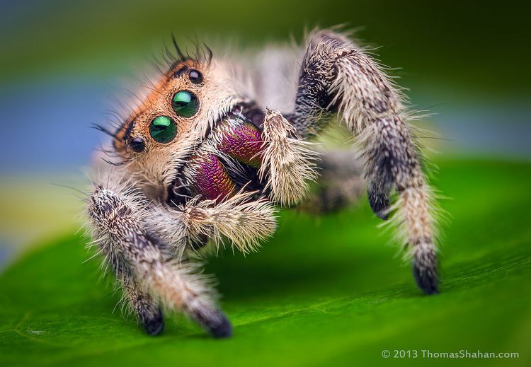 Phidippus regius Female Jumping Spider Phidippus regius Florida Flickr