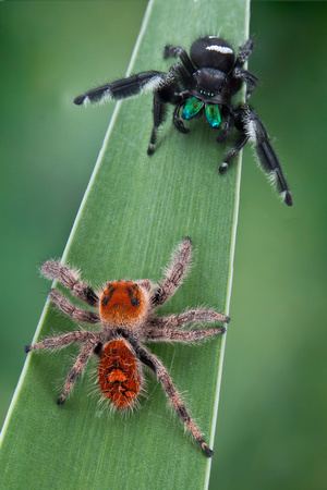 Phidippus regius Colin Hutton Photography Spiders Regal Jumping Spider