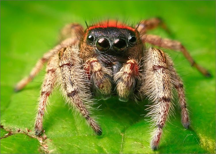 Phidippus whitmani Phidippus Whitmani adult male Patrick Zephyr Photography