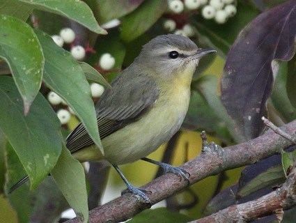 Philadelphia vireo Philadelphia Vireo Identification All About Birds Cornell Lab of