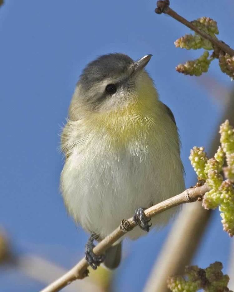 Philadelphia vireo Philadelphia Vireo Audubon Field Guide