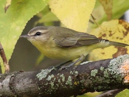 Philadelphia vireo Philadelphia Vireo Identification All About Birds Cornell Lab of