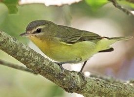 Philadelphia vireo Philadelphia Vireo Identification All About Birds Cornell Lab of