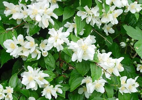 Philadelphus coronarius Philadelphus coronarius Plantinfo EVERYTHING and ANYTHING about