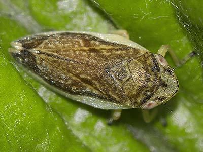 Philaenus Aphrophoridae Philaenus spumarius