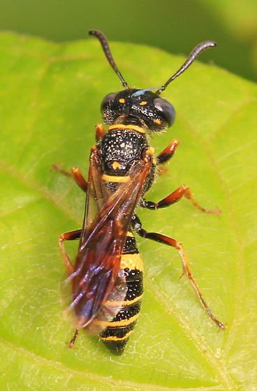 Philanthus gibbosus black and yellow wasp with grayblue eyes Philanthus gibbosus