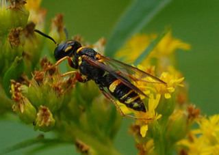 Philanthus gibbosus Philanthus gibbosus Discover Life