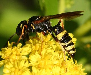 Philanthus gibbosus Philanthus gibbosus Discover Life