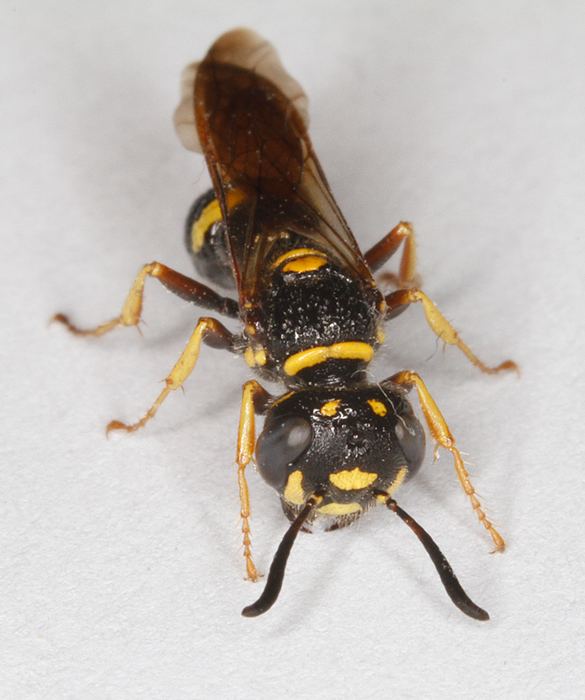 Philanthus gibbosus Maryland Biodiversity Project Humped Beewolf Philanthus gibbosus