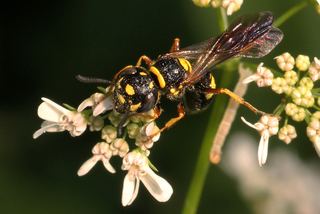 Philanthus gibbosus Philanthus gibbosus Discover Life