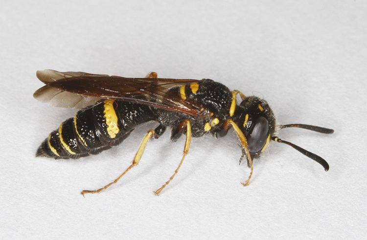 Philanthus gibbosus Maryland Biodiversity Project Humped Beewolf Philanthus gibbosus